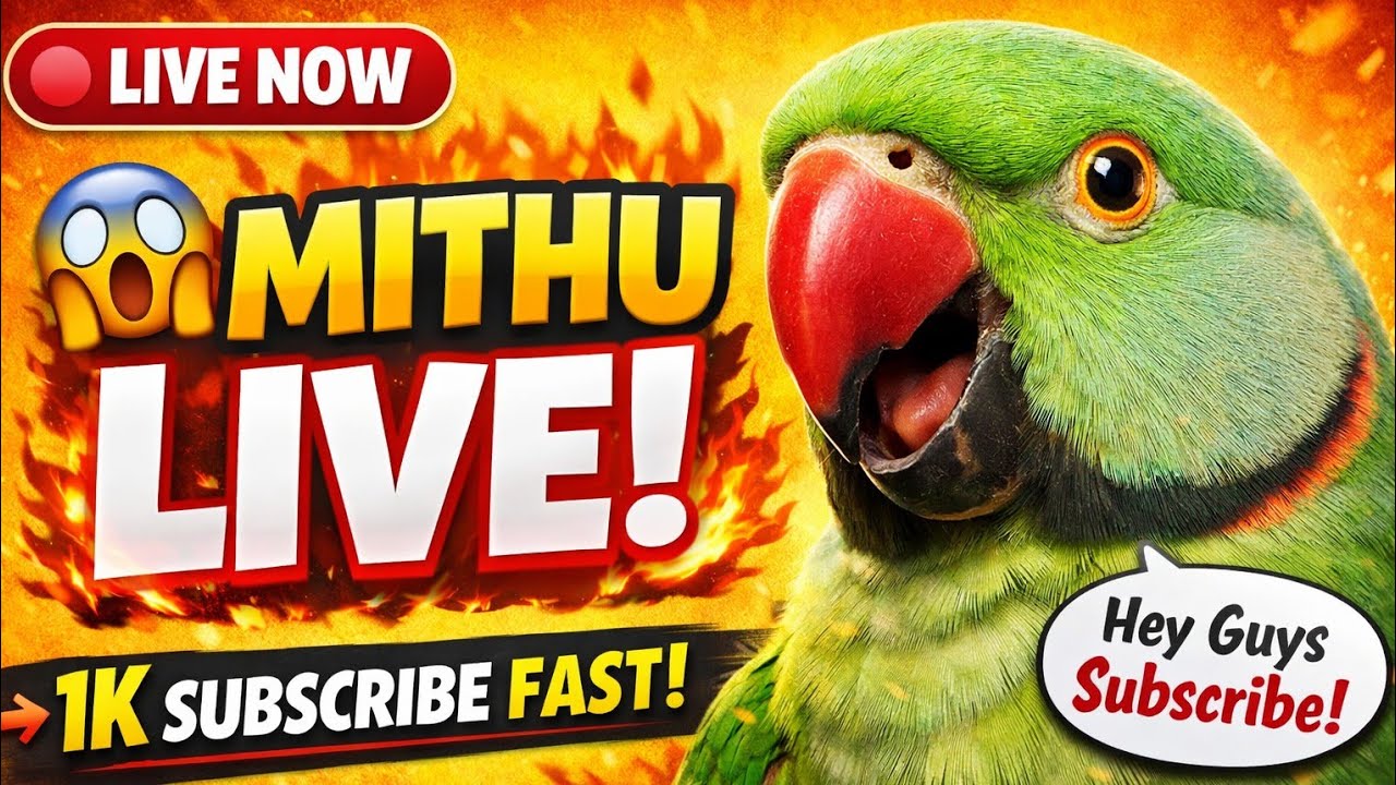 1K Subscribe Challenge with Mithu LIVE 🎉