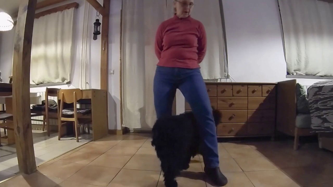 Dog dancing gyakorl&aacute;s - K&aacute;ntor puli - 2020 01 28