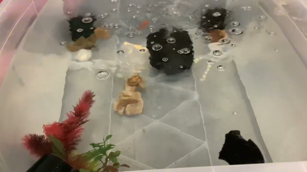 My goldfish in a 34 gallon tank review 