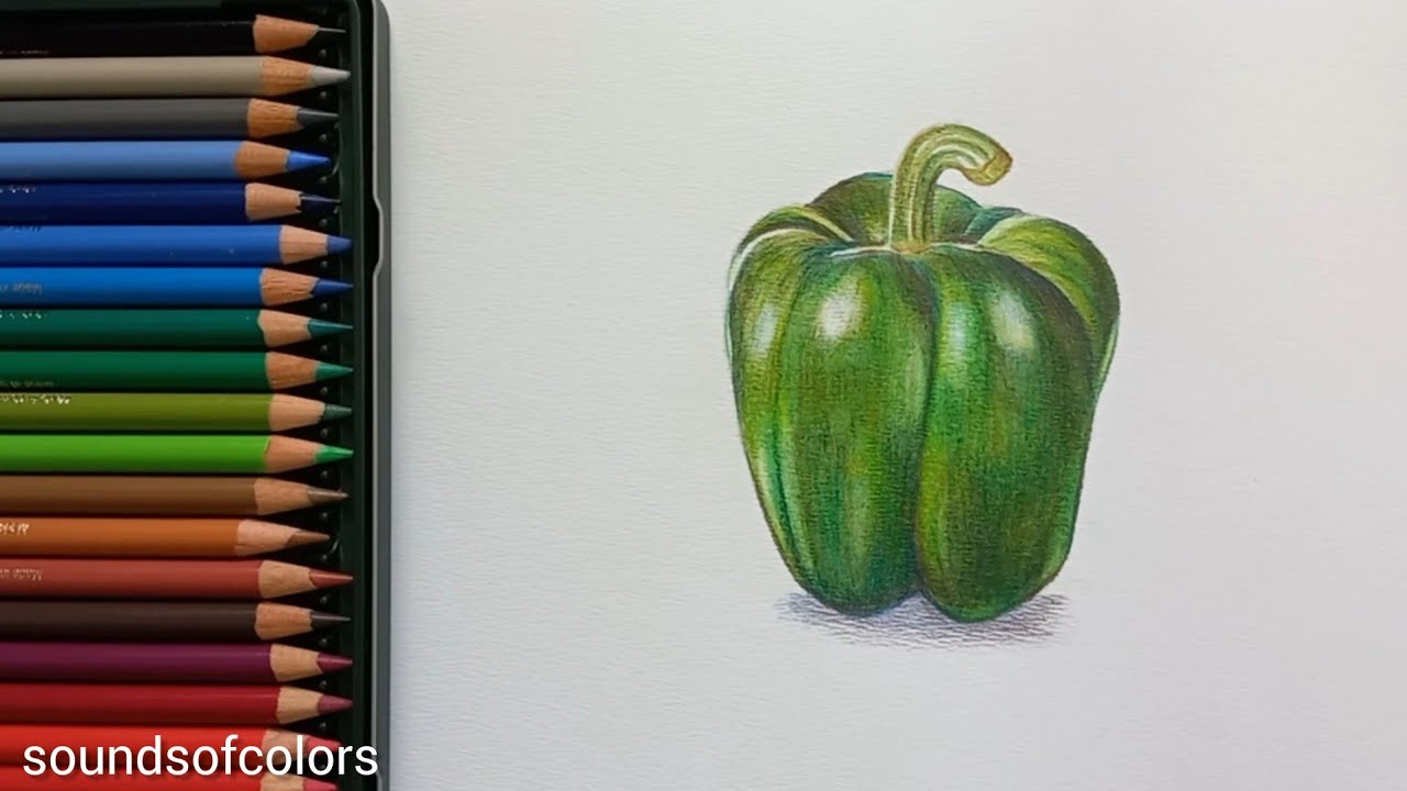 How to draw CAPSICUM | how to draw capsicum easy | realistic drawing tutorial colored pencil