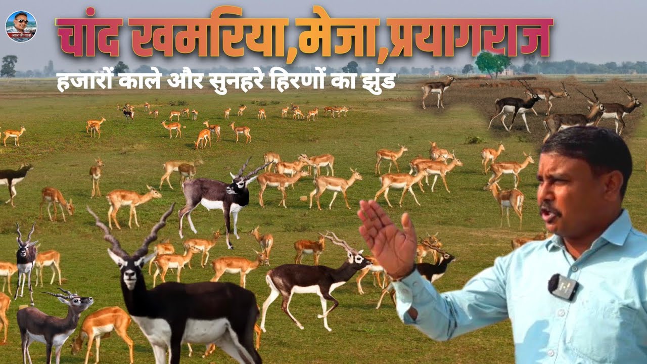 काले और सुनहरे हिरणों का झुंड खुले आसमान के || चांद खमरिया मेजा प्रयागराज || Black Bugs 