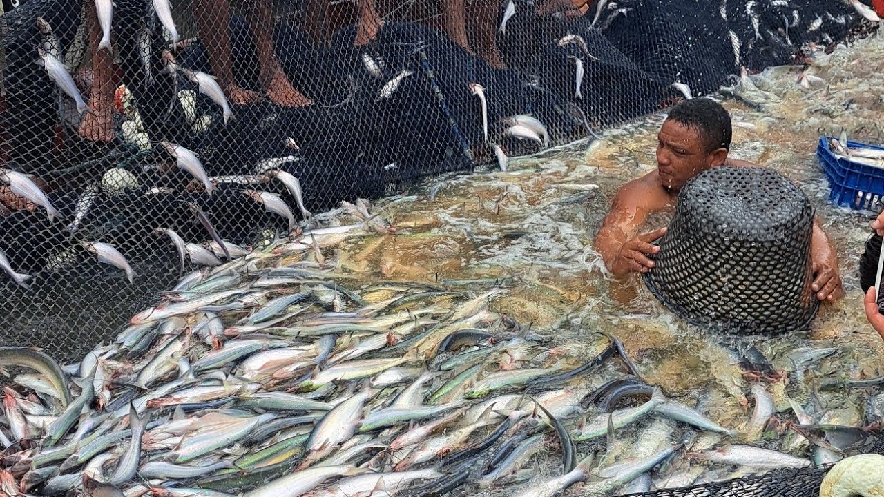 Abertura da pesca do mapara #pescaria #peixe #mapara #pescador #viraliza #pesca