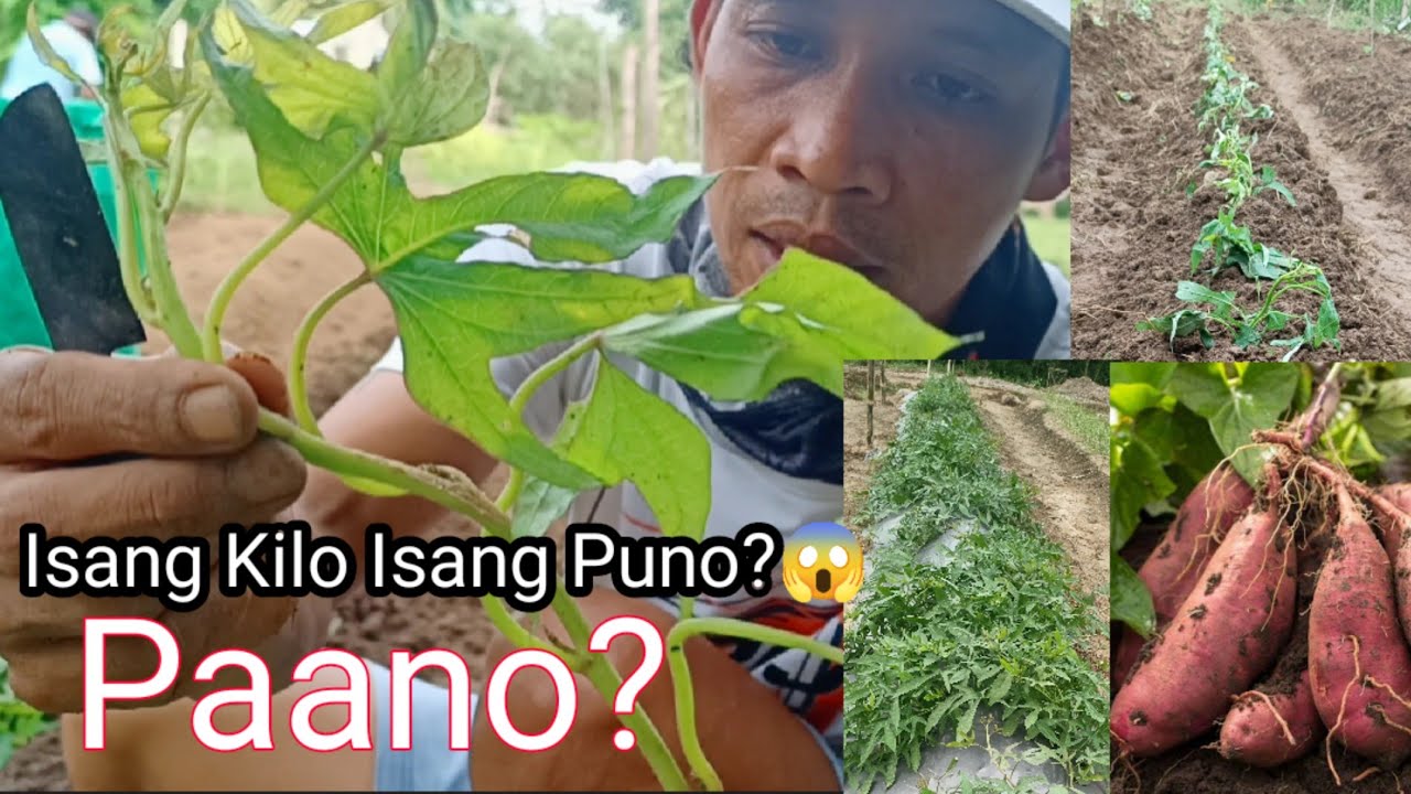PAANO MAG TANIM NG KAMOTE ISANG KILO BAWAT PUNO ANG LAMAN😯 PAANO ITO GAWIN? TIPS& TUTORIAL) @Gha