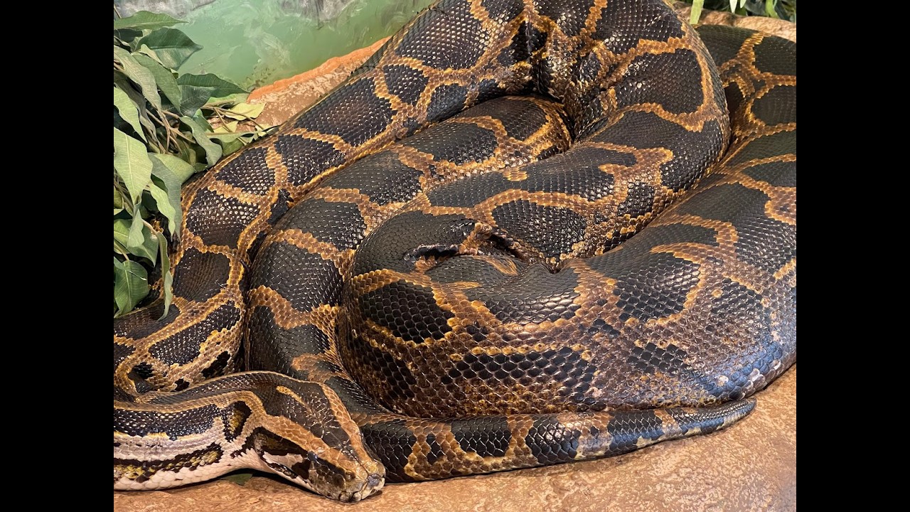 Vow of the Python - Bhāgavatam V: Story of Ṛṣabha (pt 6)
