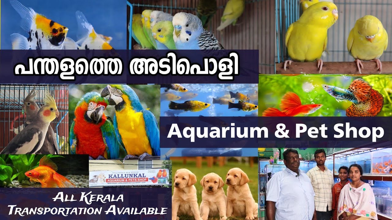 The Best Aquarium and Pet Shop in Pandalam: Kallunkal Aquarium & Pet Shop | Pathanamthitta #pets