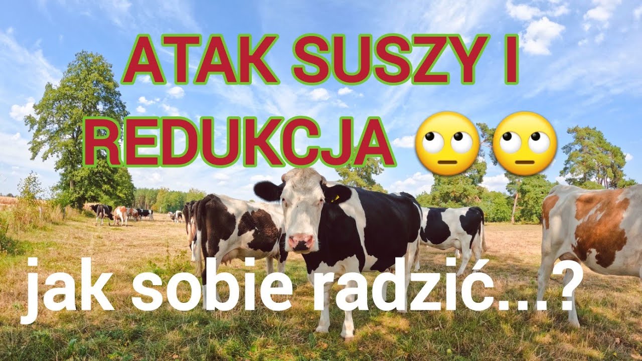 Wypalone łąki i pastwiska. Simentale na wypasie. PORADA!!!