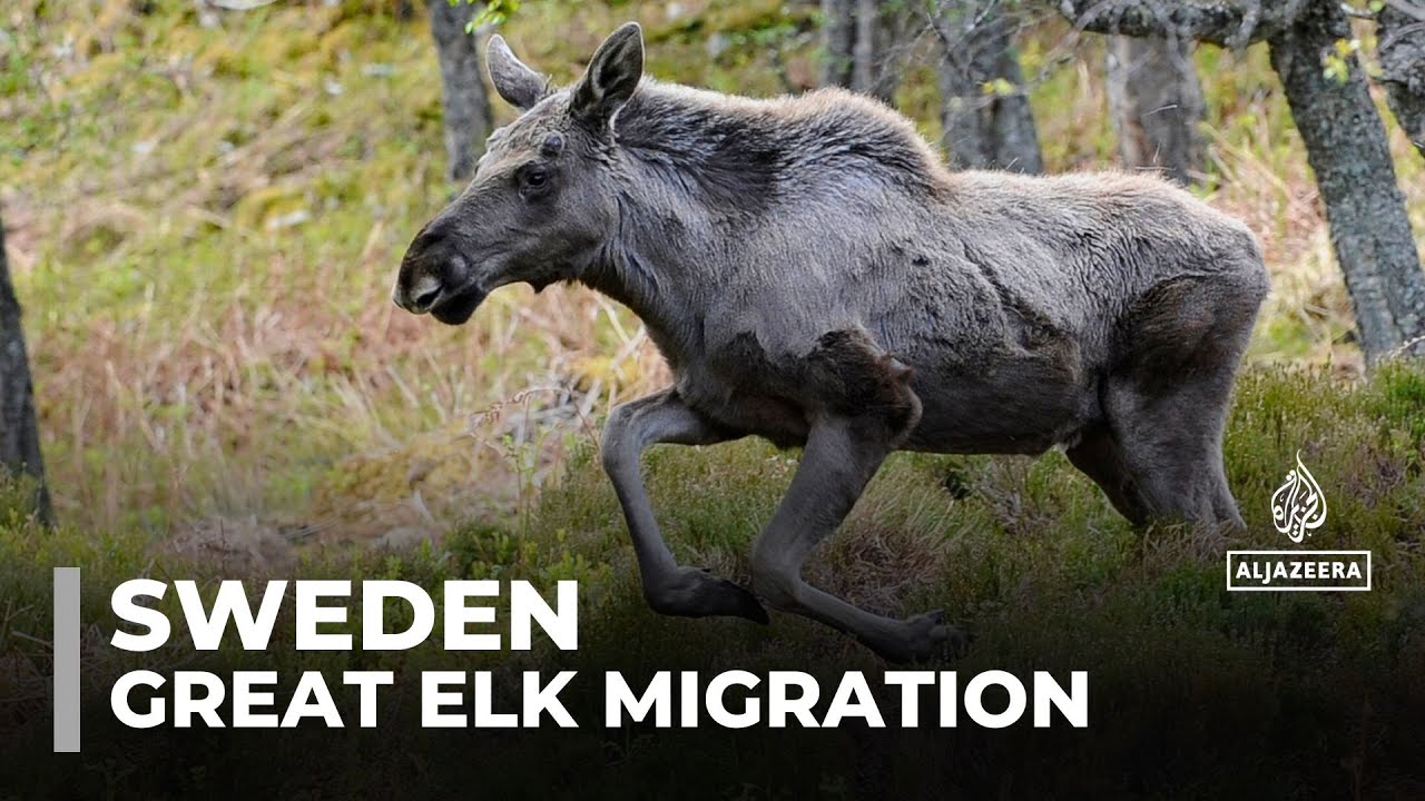 Sweden&rsquo;s live elk migration captivates millions globally
