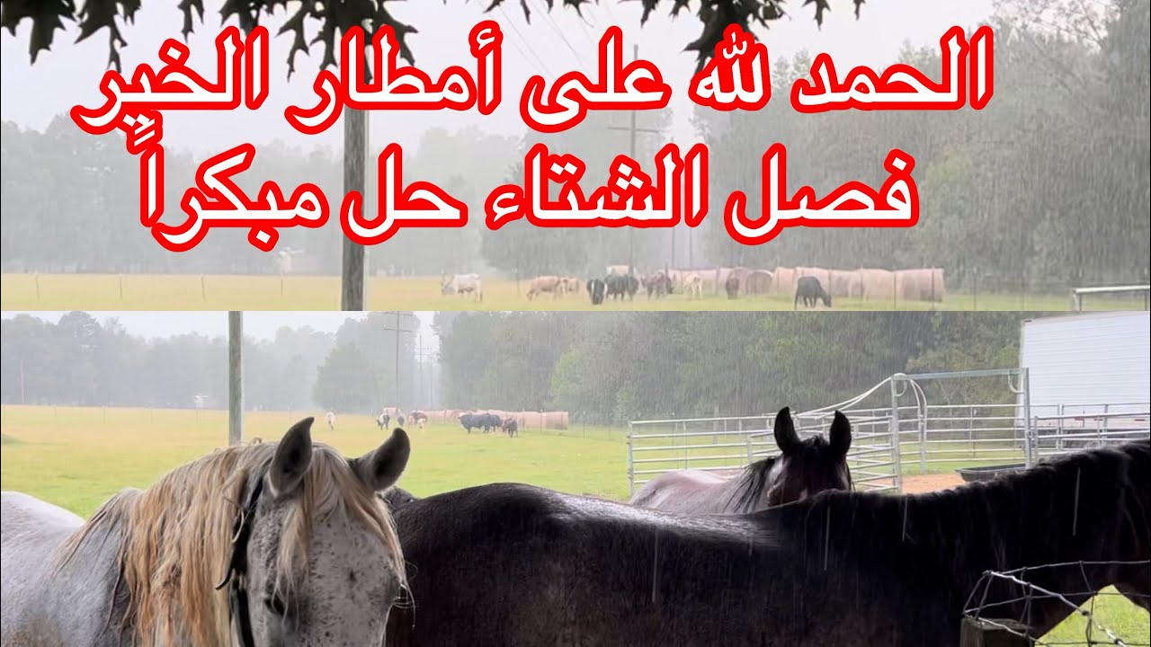 أجواء ممطرة بالمزرعة الحمدلله وعلامات سنة ممطرة إن شاء الله