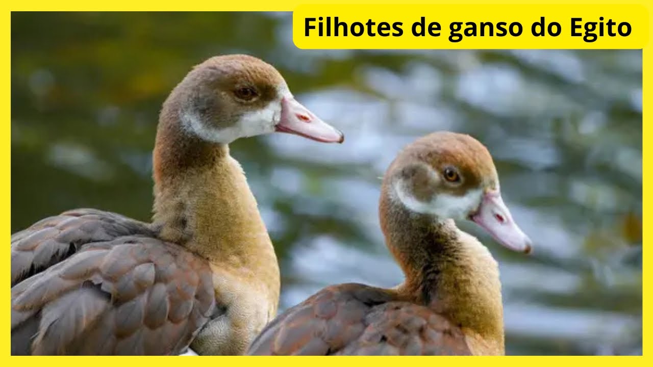 ATUALIZANDO COMO ESTÁ A NOSSA CRIAÇÃO DE ANIMAIS / @sitio_do_rb 