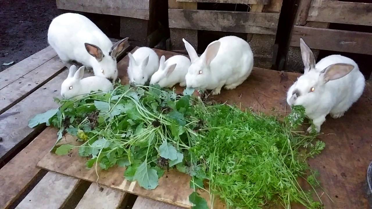Bunnies Eating Carrots (and Broccoli) - Meat Rabbit Colony (S.1-E.31)