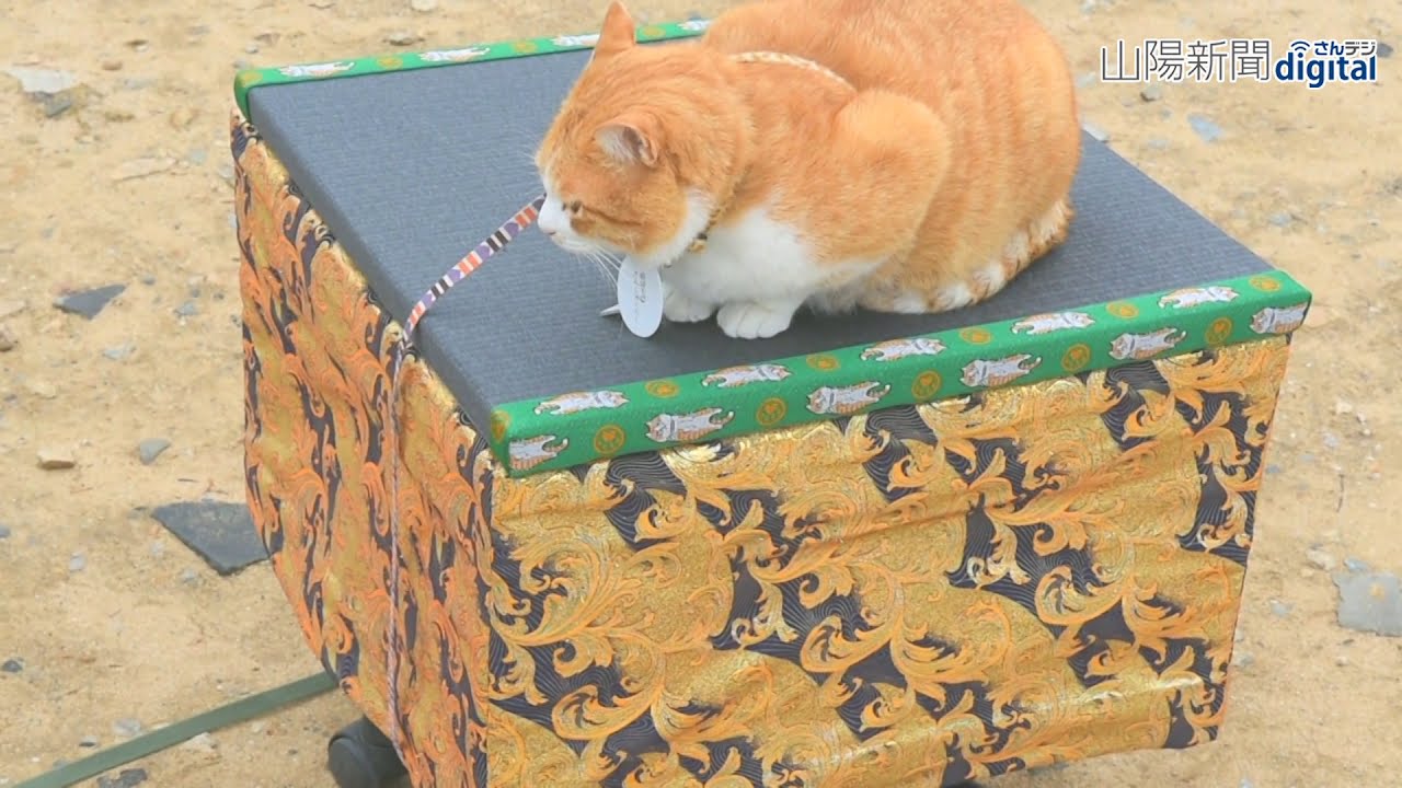 備中松山城（高梁市）猫城主・さんじゅーろーに御座を献上(20210316)