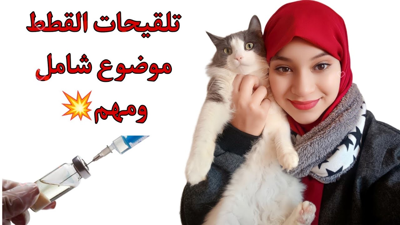 تلقيحات القطط(تطعيمات القطط)ماهي أهميتها على صحة القطط وصحة المربي؟؟أثمنتها؟جميع المعلومات 💯😻