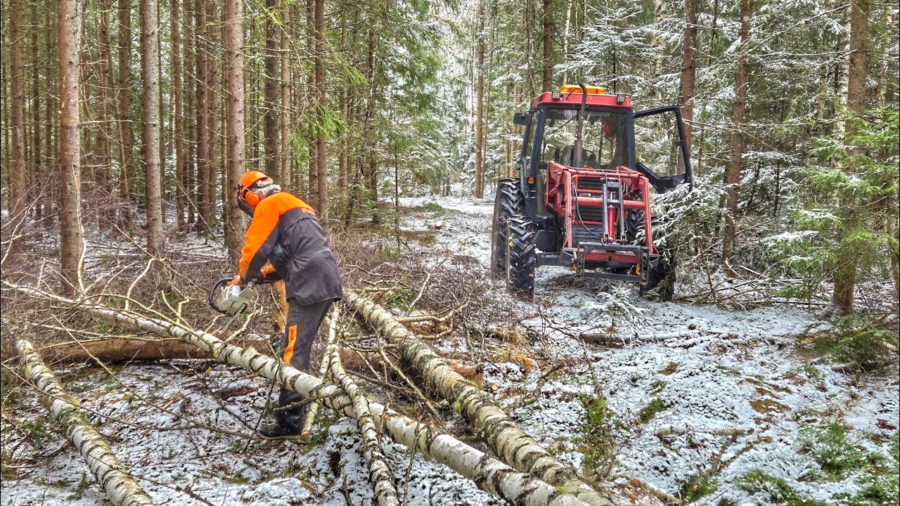 Collecting firewood with my tractor 🌲🚜 #65