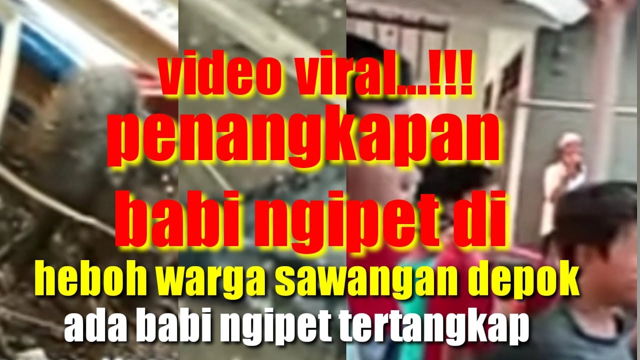 VIDEO VIRAL DI SOSIAL MEDIA// HEBOH PENEMUAN BABI NGIPET DI SAWANGAN DEPOK// PENANGKAPAN BABI NGlPET