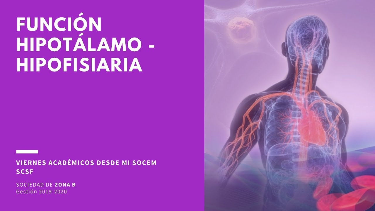 DESDE MI SOCEM - Videos Académicos - Función Hipotálamo - Hipofisiaria / SCSF