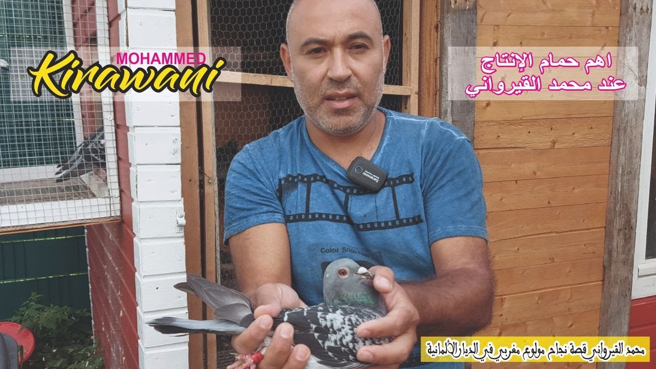اهم حمام الإنتاج عند محمد القيرواني+ مواصفات ونتائج بعض حمام المسافات الطويلة |حمام الطويل الممتاز
