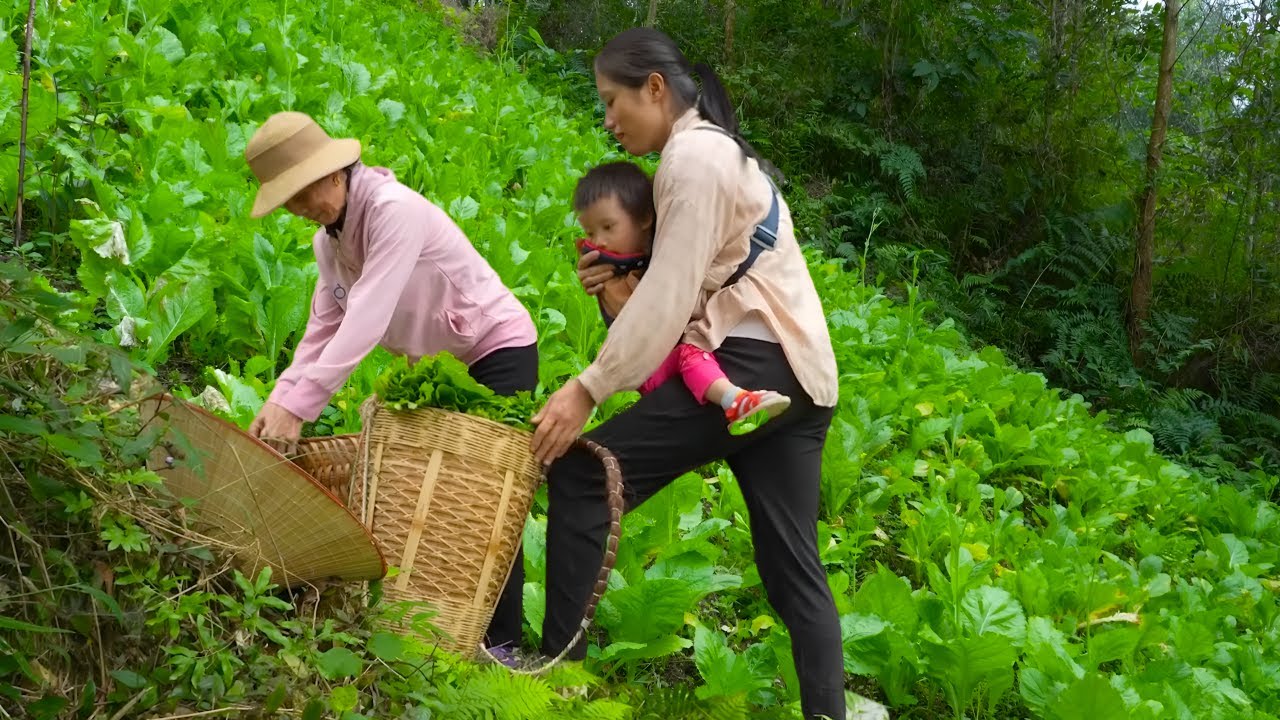 Harvesting mustard greens and sticky corn - Growing eggplant and having a cozy family meal