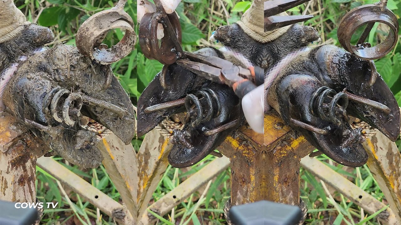 Screw Stuck in Cow&rsquo;s Hoof! Most Difficult Hoof Cleaning Ever! #CowsTV
