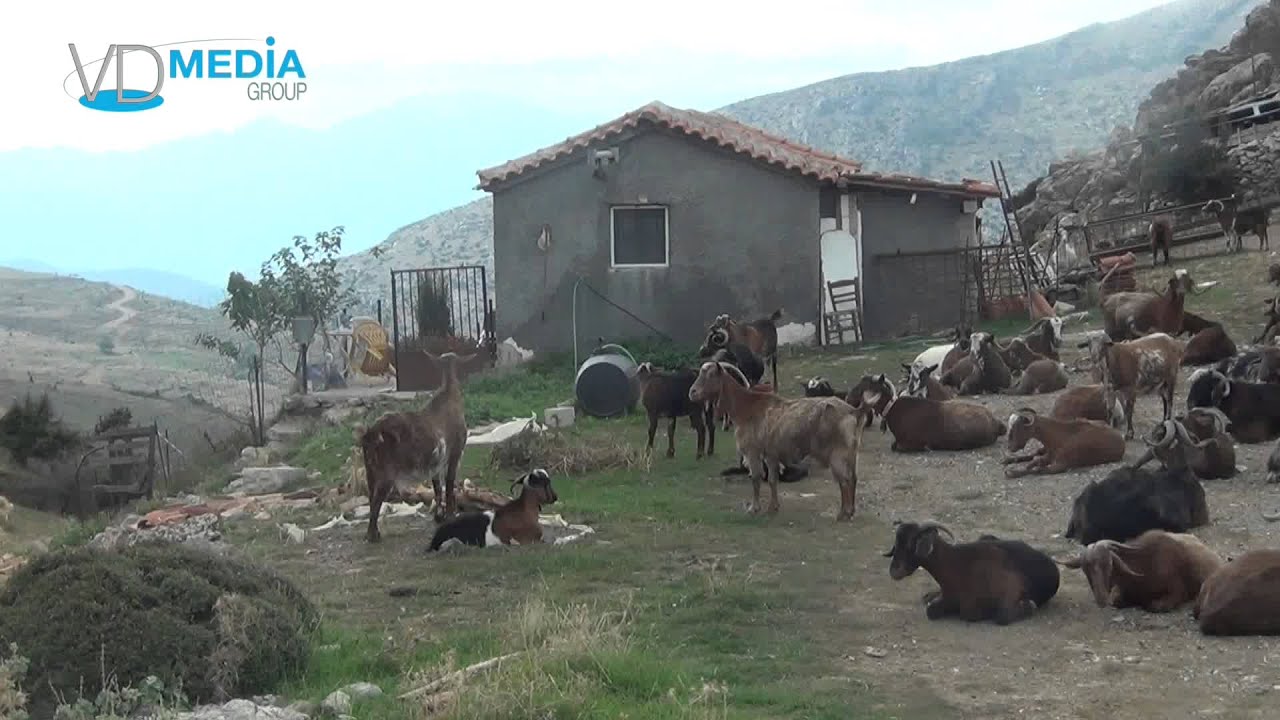 Οδοιπορικό στο ΑΡΤΕΜΙΣΙΟ: Ο βοσκός Βασίλης ΓΑΛΑΝΗΣ