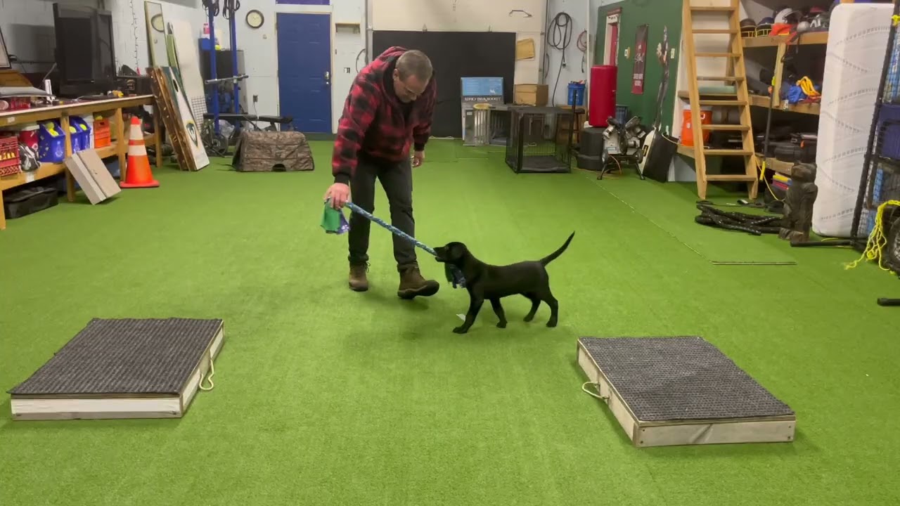 Finn's Retriever Training at 10 Weeks Old