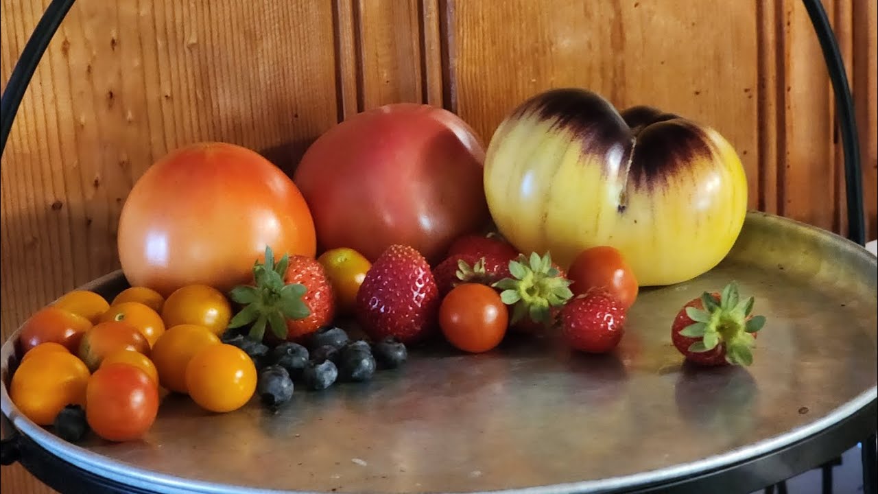 Feature Friday, the Sart Roloise #tomato. #gardening #harvest #blessed