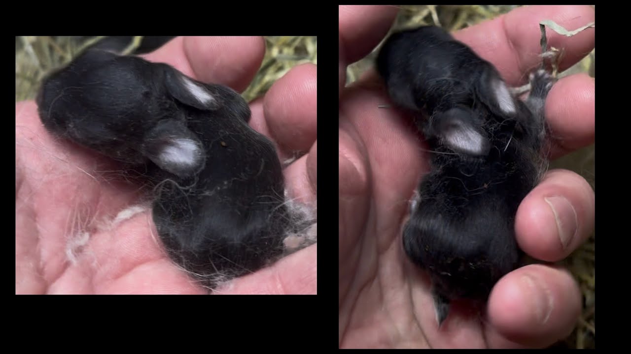 Poker Alice & Boudin Ball Holland Lop Litter 3 Days Old