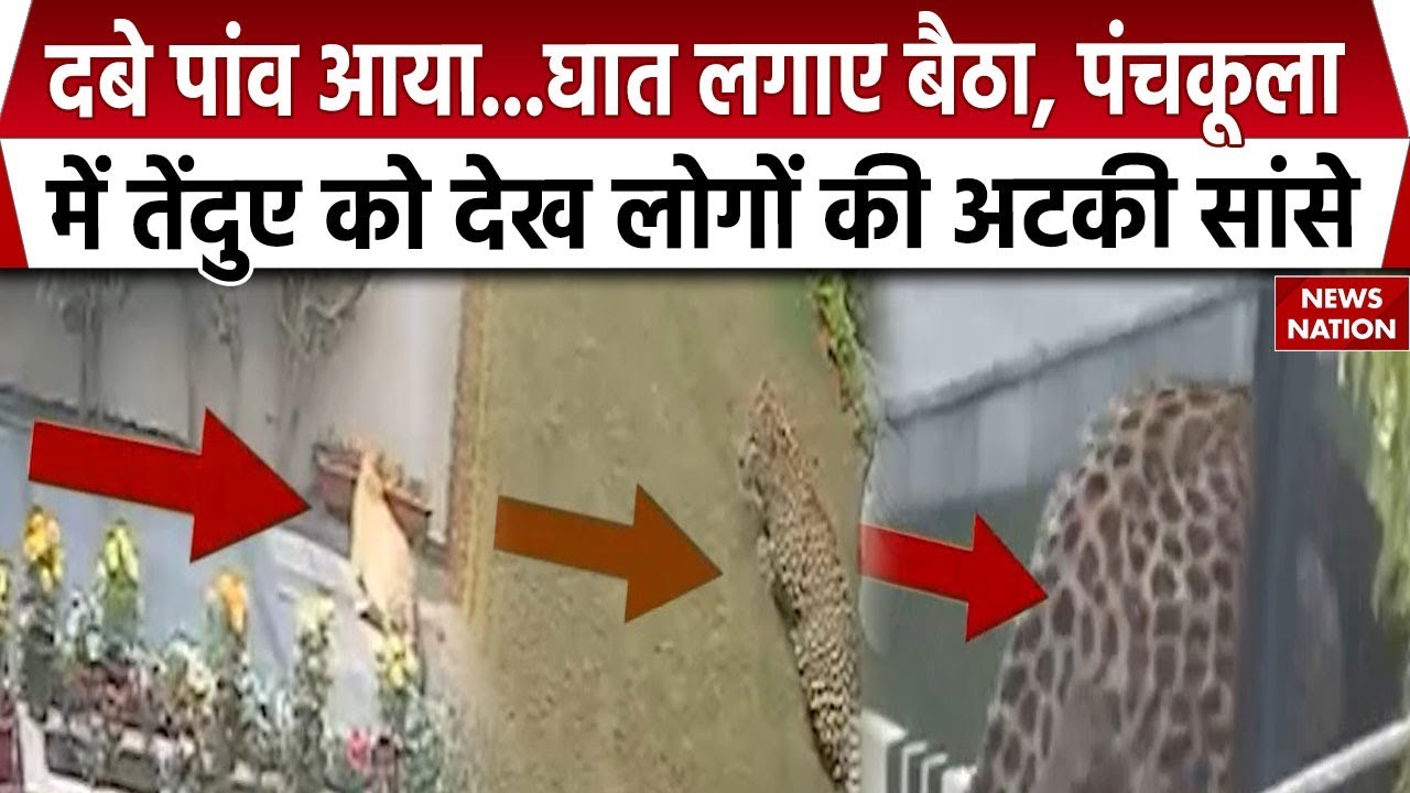 Panchkula Leopard Sightseeing: पंचकूला के रिहायशी इलाके में तेंदुए ने मचाई दहशत, घरों में घुसा