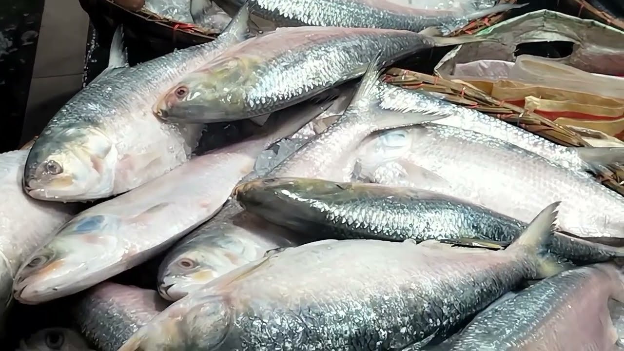 The best low price ilish fish market in chandpur Bangladesh#myfirstvlog #myfastvlog #waterfall 