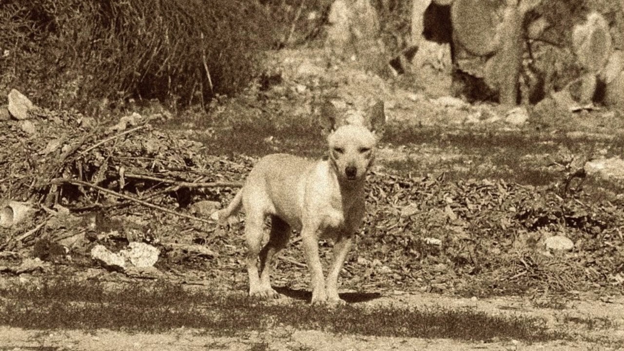 Southpaw - Maybe, Baby (Demo)