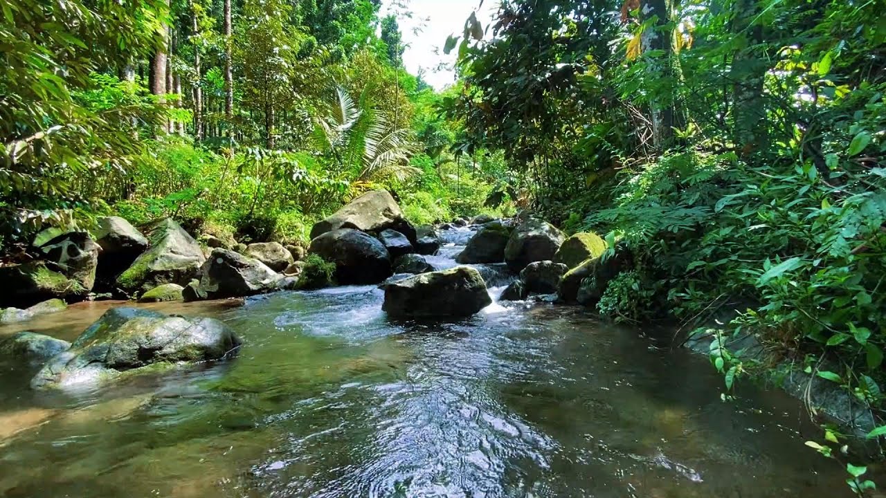 When Your Mind Feels Busy 🌿 Peaceful River Sounds for Focus & Work