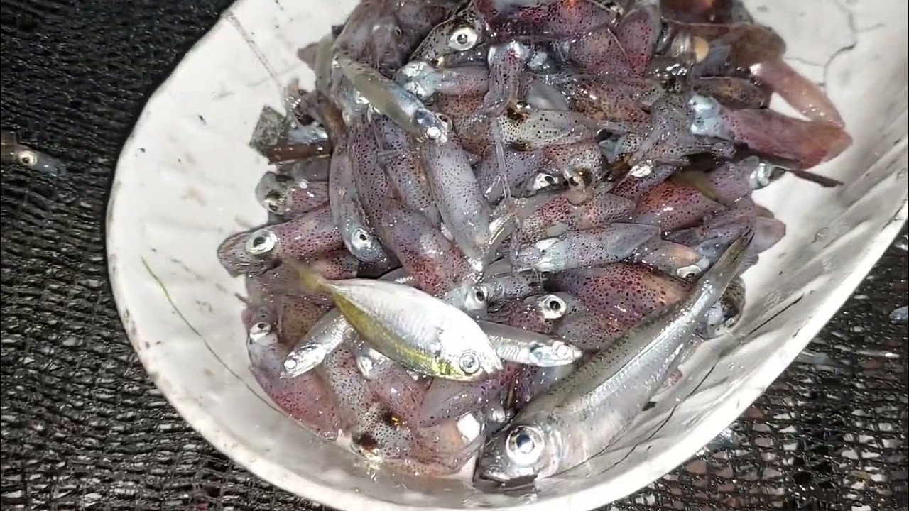 TANGKAL TANGKAL FISHING #asmr #buhayprobinsya #buhaymandaragat #ofwlife #catchandcook  #adventure