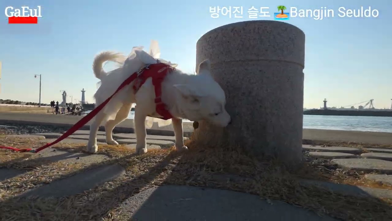 울산 일산해변 ⛱️과 슬도 🏝투어중이신 가을🐶이네 가족 