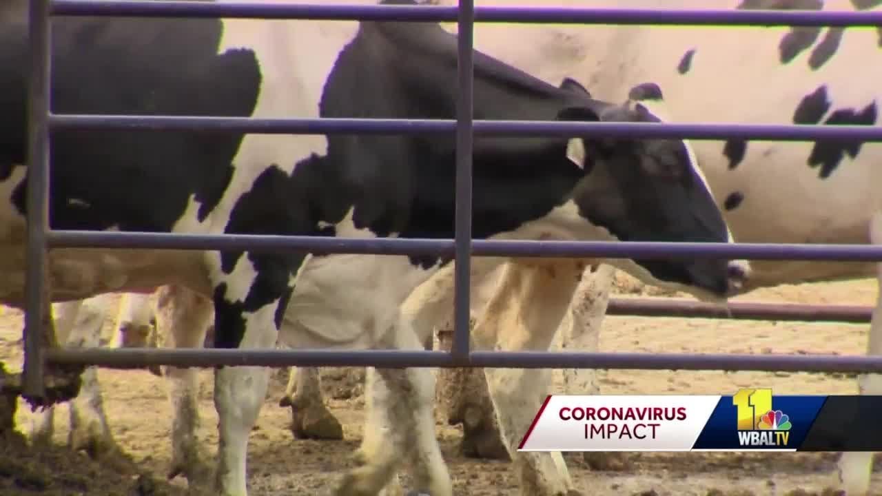 Dairy farmers see decrease in milk prices amid coronavirus pandemic