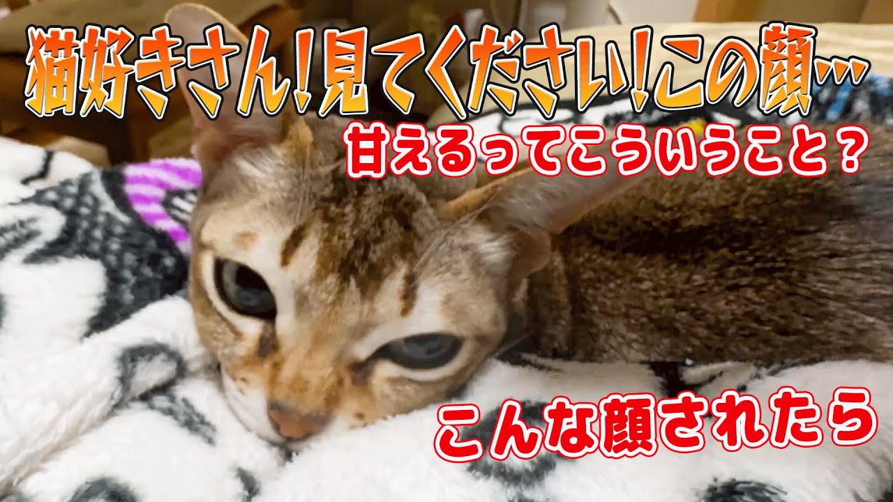 【シンガプーラ】猫好きさん！見てください！この顔…甘えるって！こういうこと？#cat #singapura #猫のいる暮らし