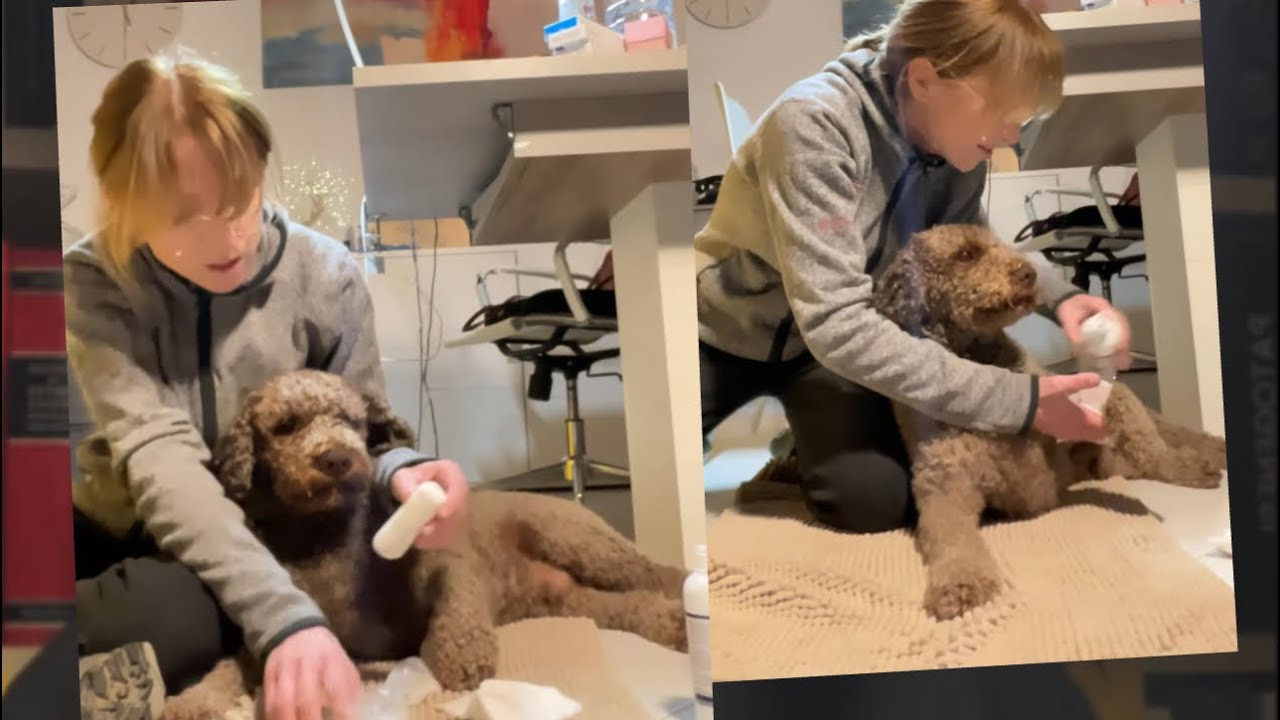 Lagotto ferito: cambio garza 