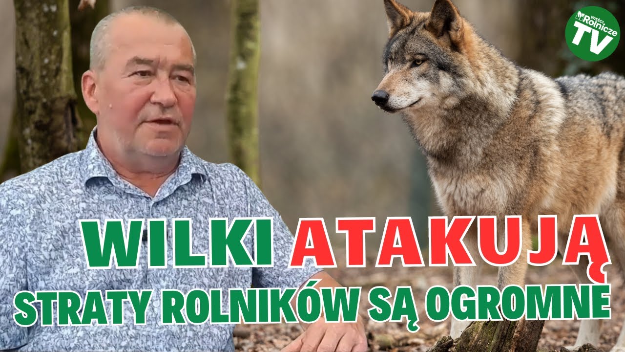 Wilki zagryzają zwierzęta hodowlane. Rolnicy alarmują: straty są ogromne!
