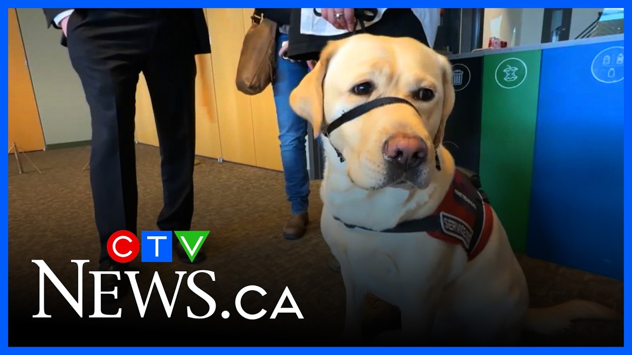 'Made the world safer': PTSD vet meets service dog