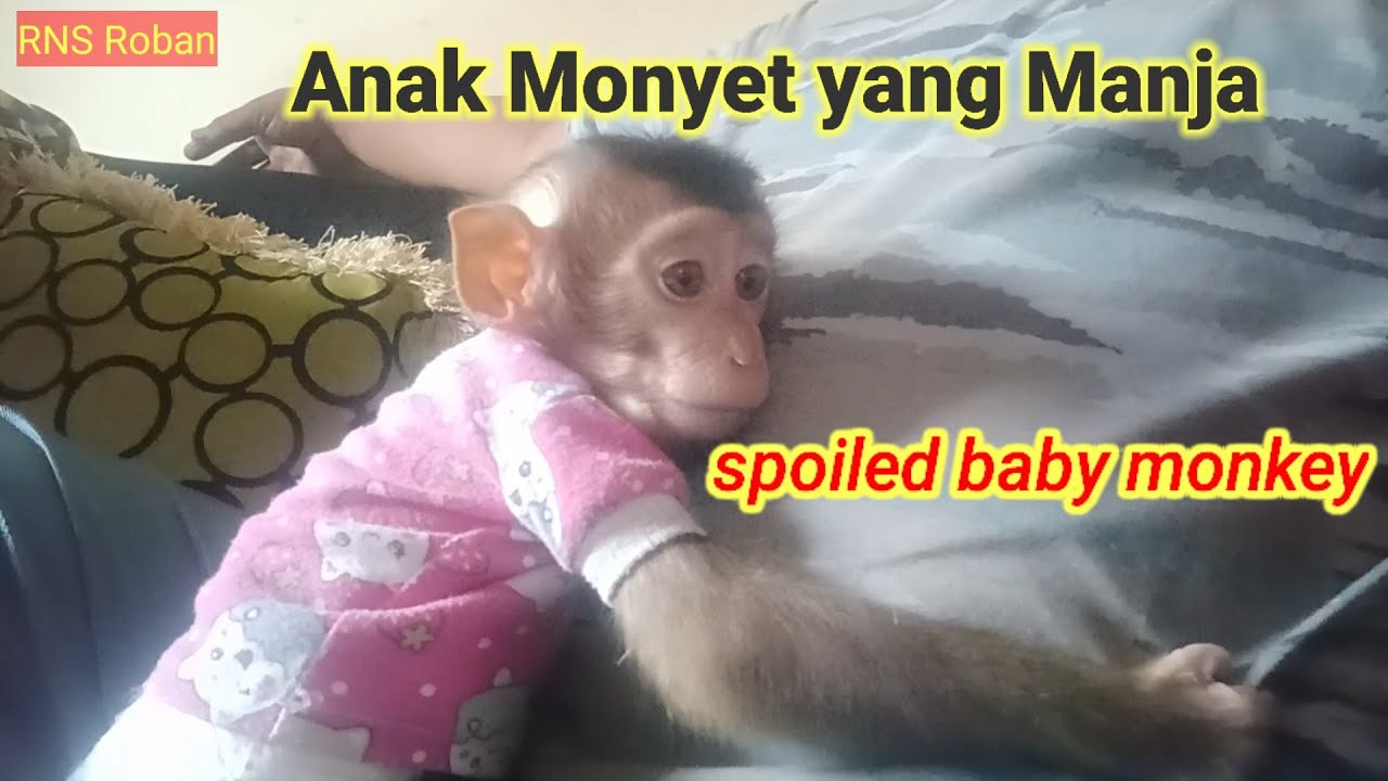 Spoiled baby monkey‼️#monkey #monyet #beruk #monpai #primate #primata #babymonkey @Babymonkey1