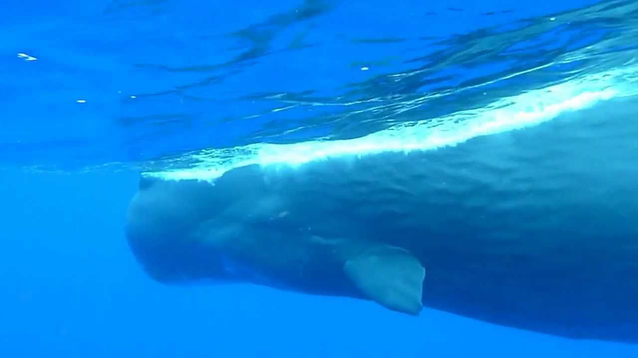 Кашалот. Freediving. Indian Ocean. Mauritius, Tamarin. Sperm whale.