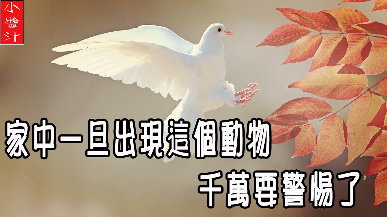 【禍福】家中一旦出現這個動物，一定要提高警惕，要出大事啦！