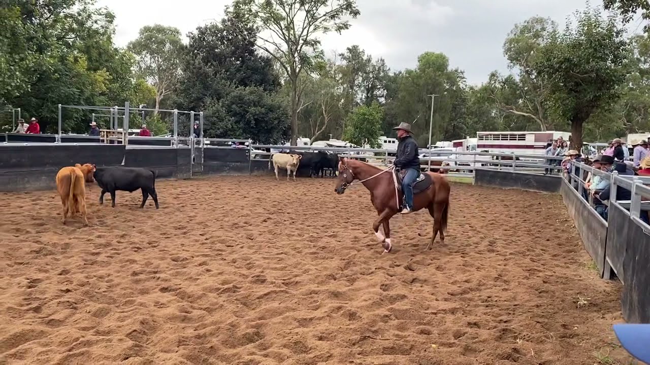 Barragunda Goldman - 2022 Aberdeen Open Campdraft