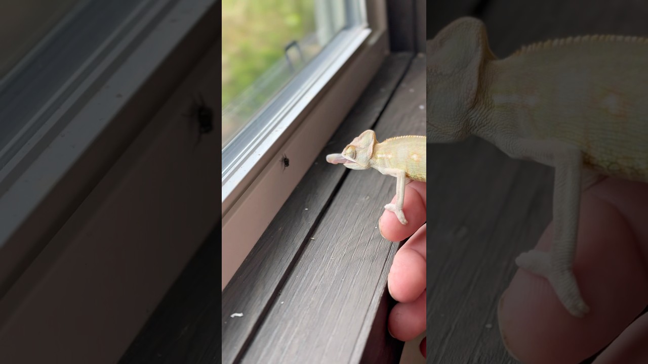 My most expensive fly swatter! Chameleon eating fly #chameleon