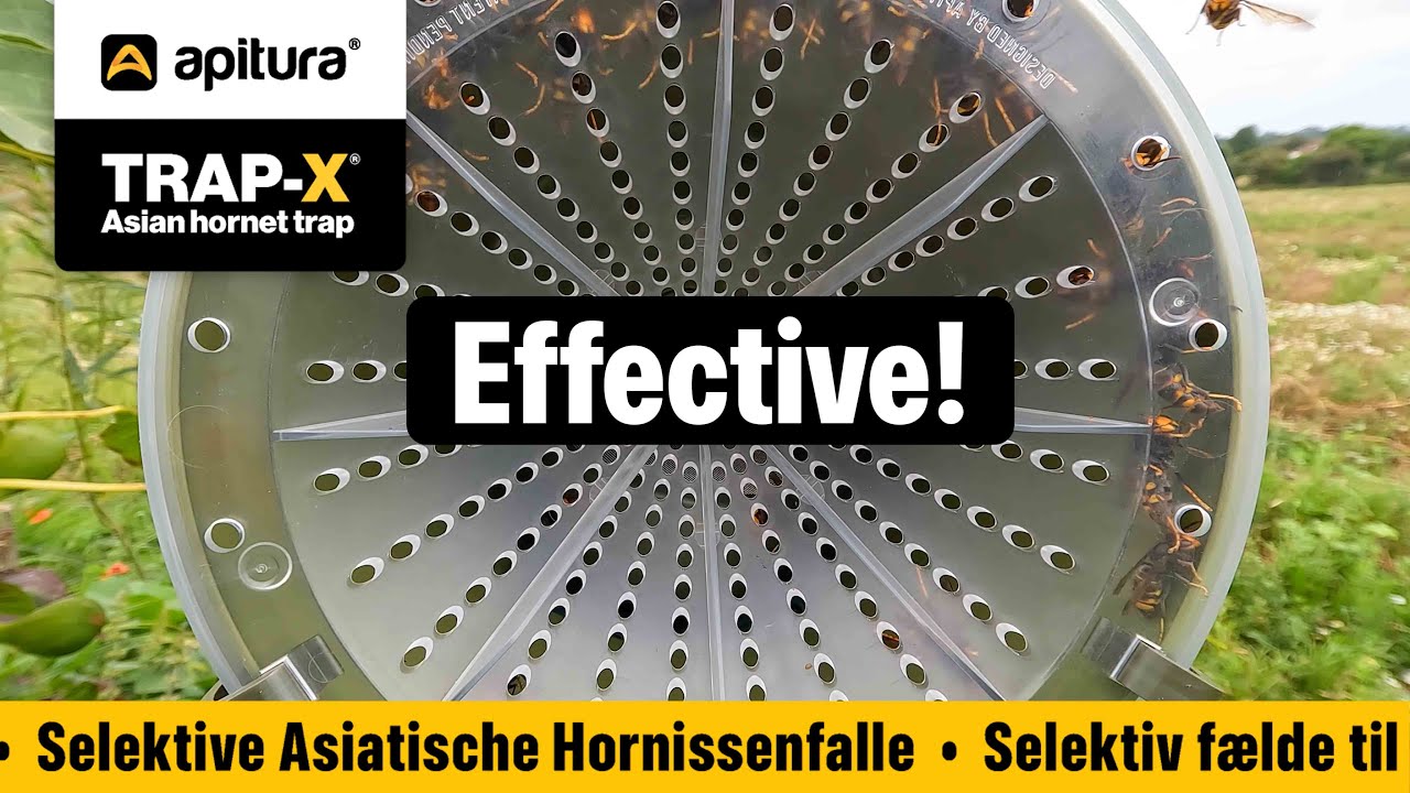 High Performance Asian Hornet Trapping - TRAP-X and Bait Pod