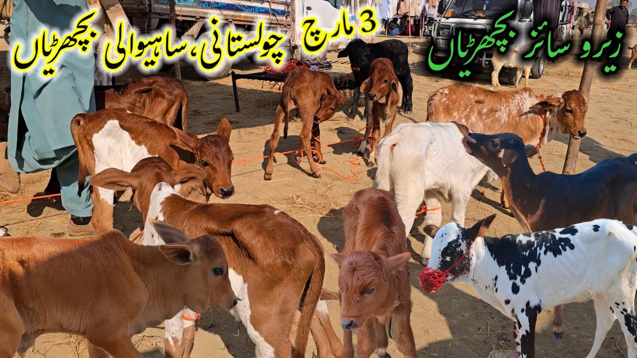 3 March 2026 visit zero size bachrion ki badi punjab mandi دیسی چولستانی بچھڑیوں کی بڑی منڈی 
