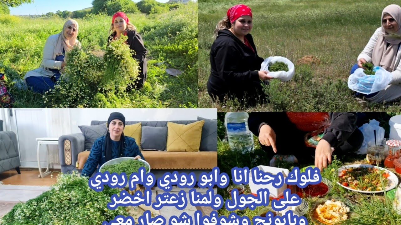 فلوك رحنا انا عائله وام رودي على الجول ولمنا زعتر اخضر وبابونج وشوفوا شو صار معي اكلتها رغبة