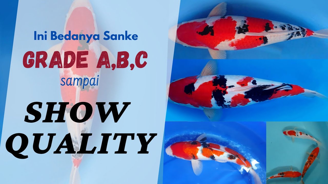 Membedakan Ikan Koi Grade C sampai SQ | Ahsanul Kopral Koi