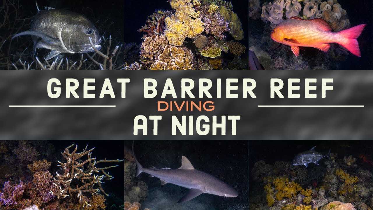 Night diving and Great Barrier Reef is INSANE!