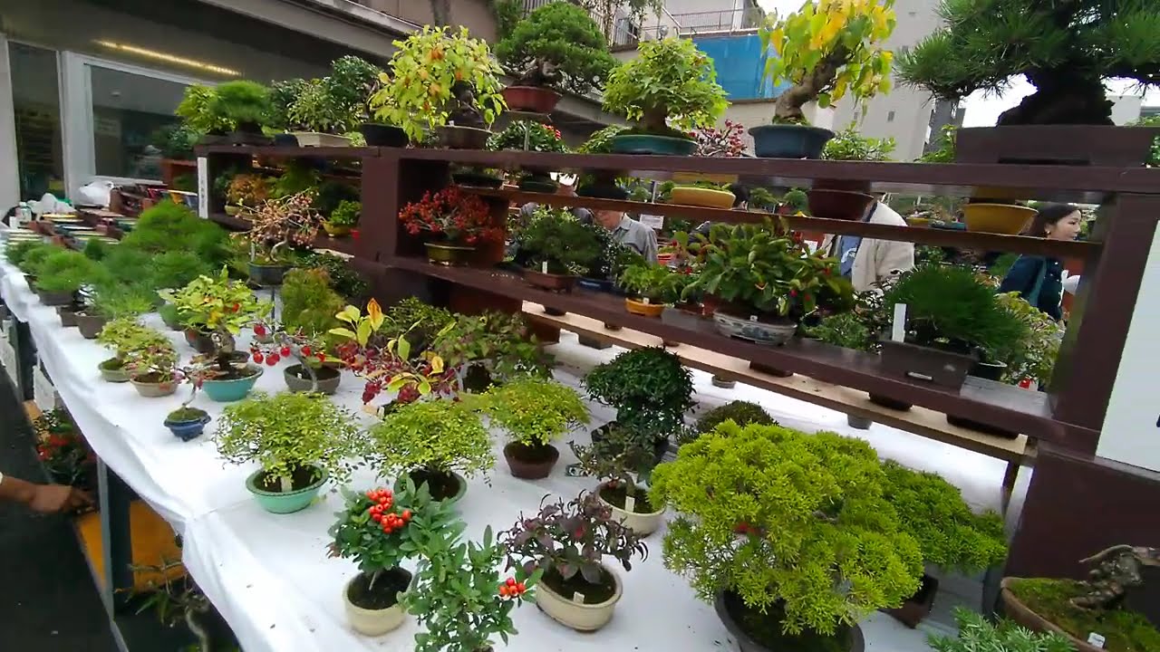 ＢＯＮＳＡＩ　小品盆栽