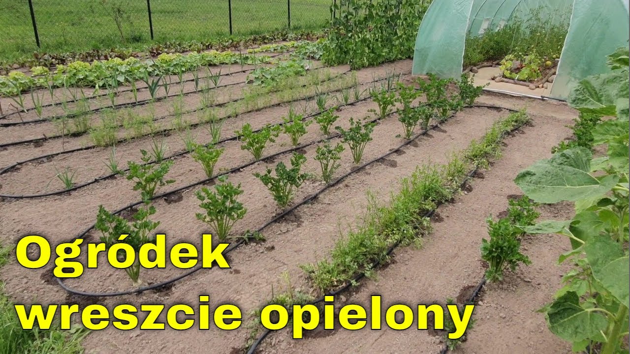 Walka z chwastami i nawodnienie - ogródek opielony - warzywa i owoce bez konkurencji chwastów
