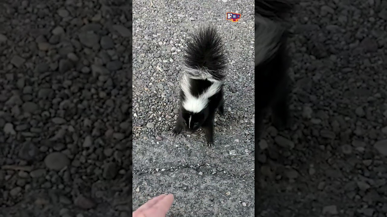 Baby Skunk Acts Tough When Approached By Stranger